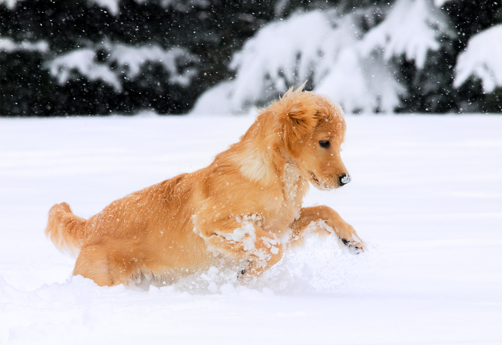 Golden Retriever Puppy Pouncing in the Snow