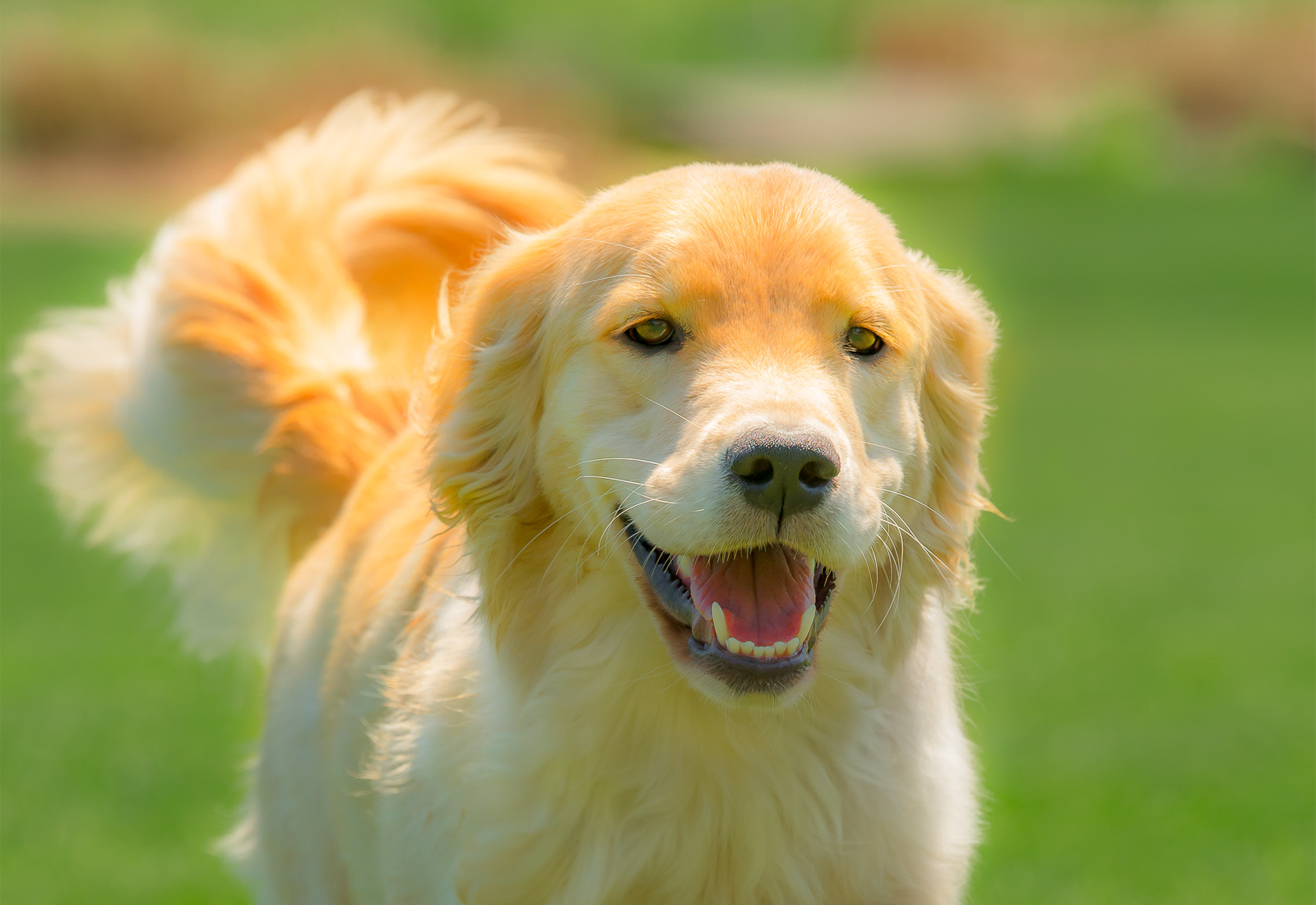 Golden Retriever Puppy Smiling while Prancing