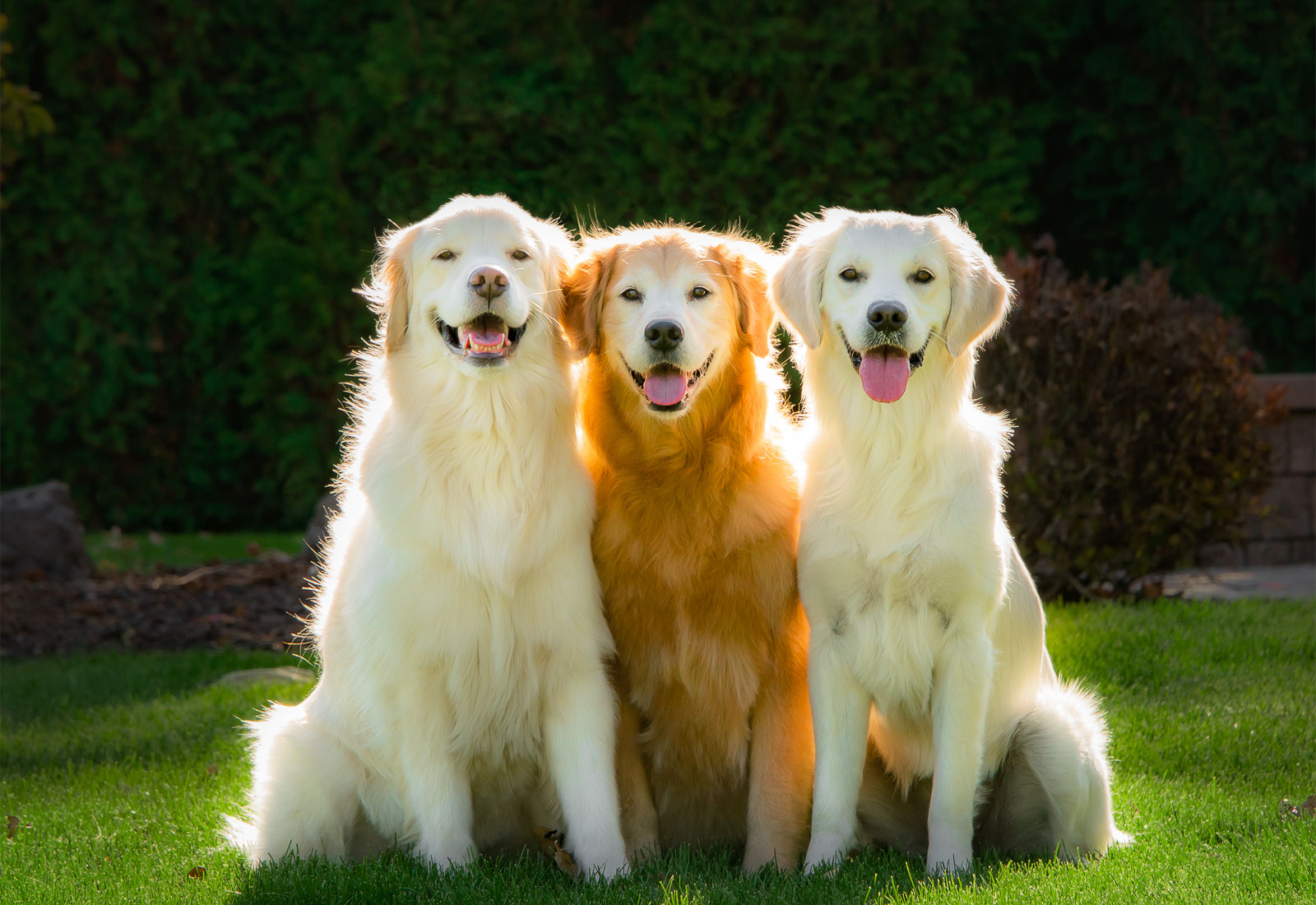 Three Golden Retrievers smiling in the sun