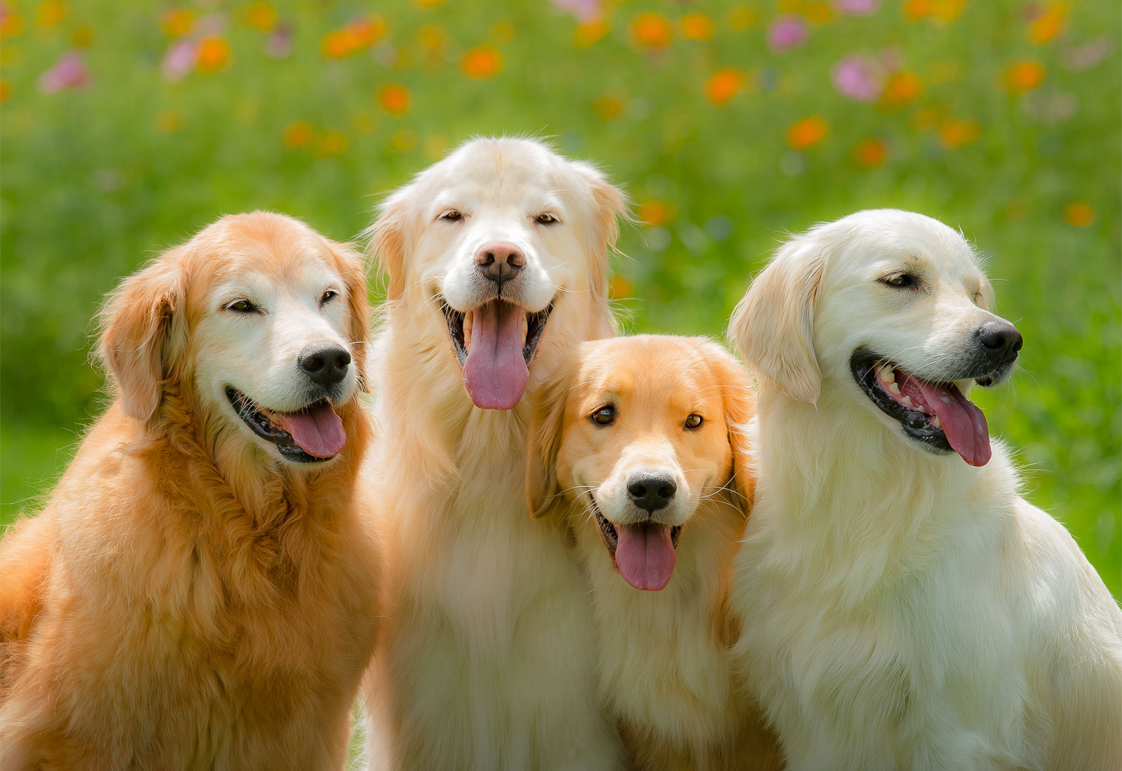 Four golden retrievers smiling in the summer sun