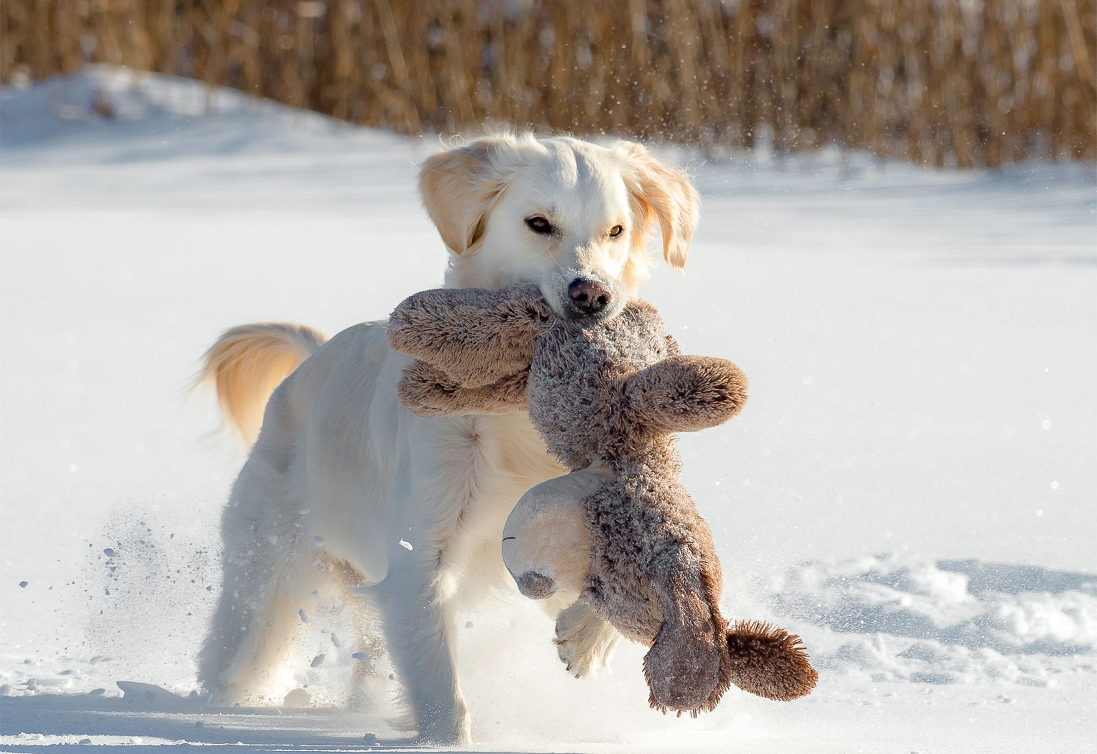 Golden Retriever carrying teddy bear in the snow