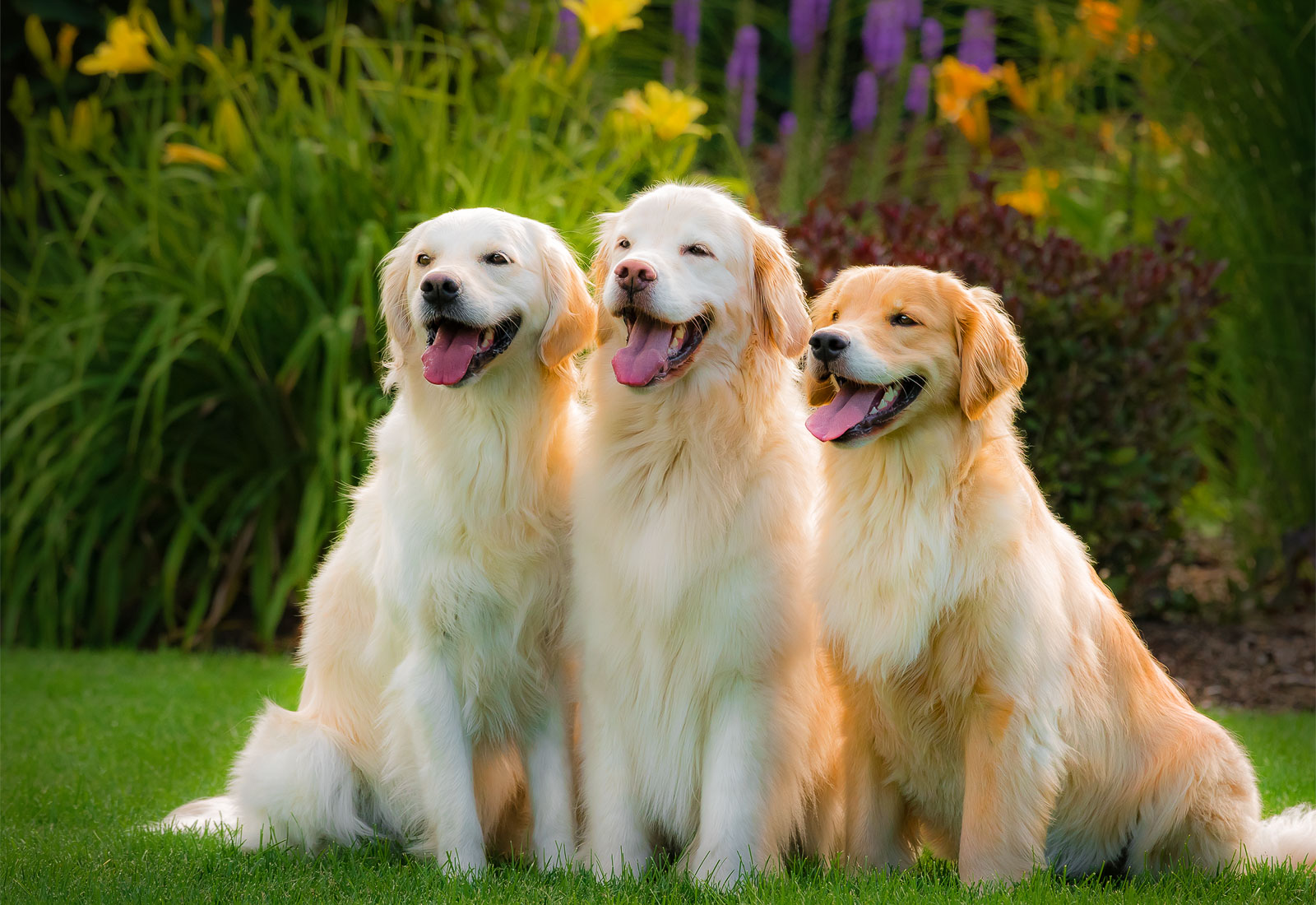 Golden Retrievers posing and smiling in summer