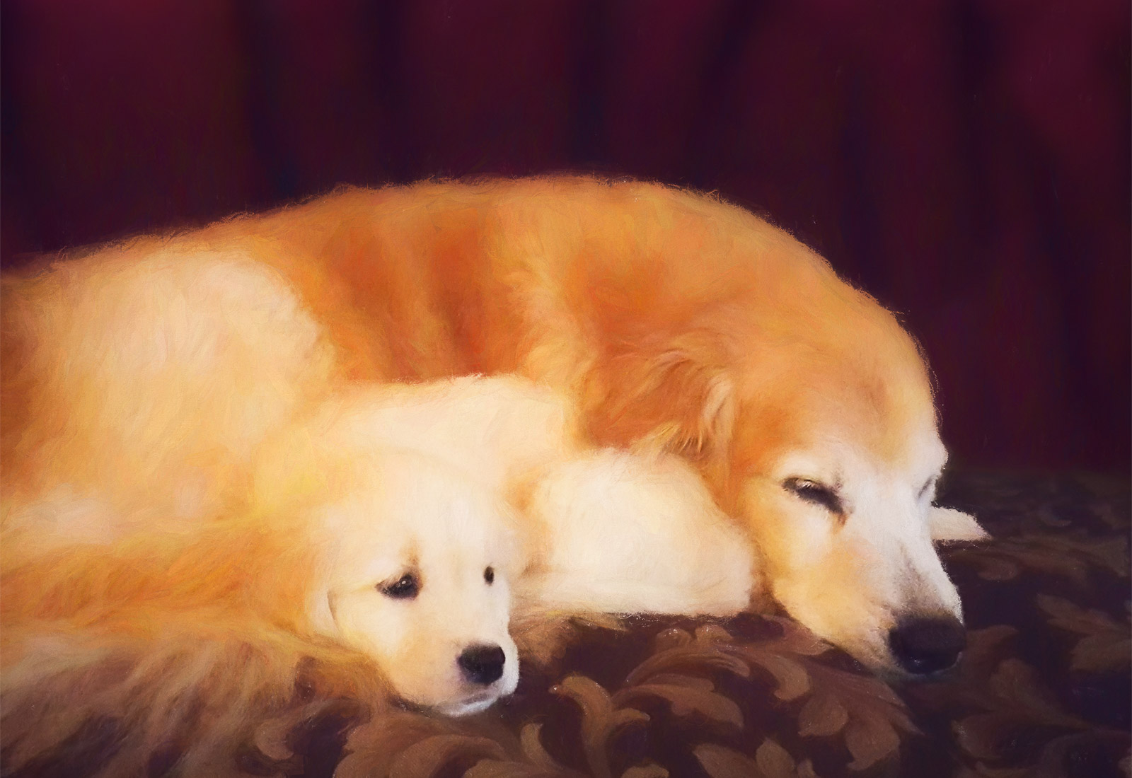 Golden Retriever puppy snuggles with her sister