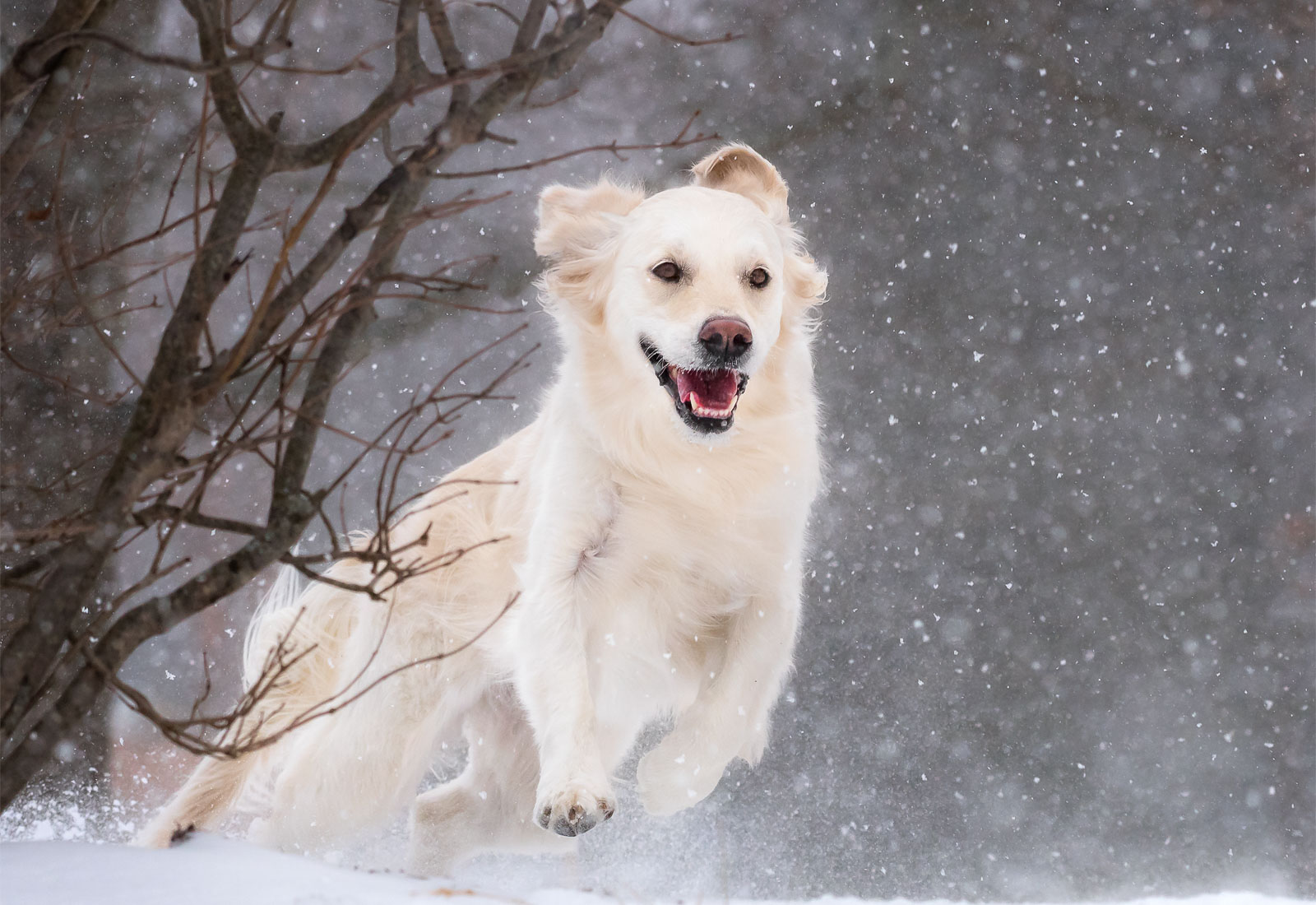 Golden Retriever running in the snow