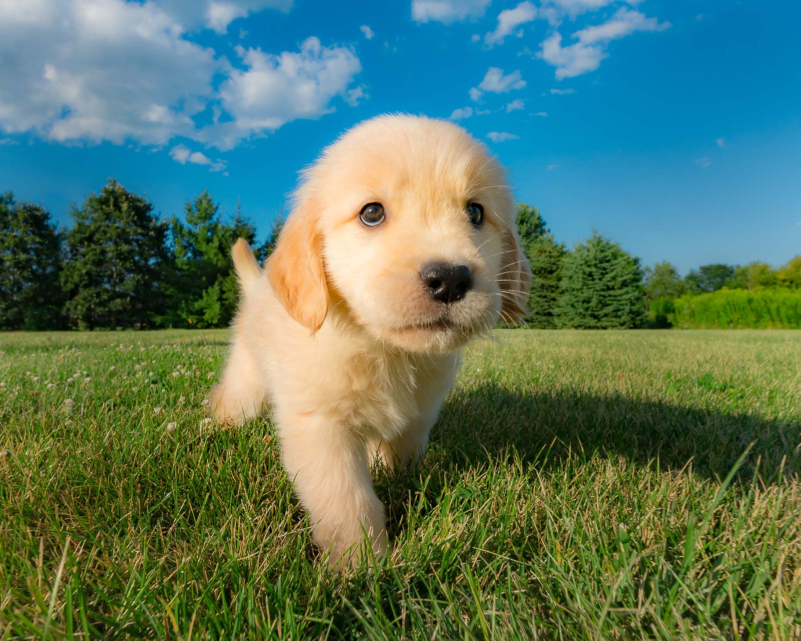 Golden Retriever puppy running in the grass