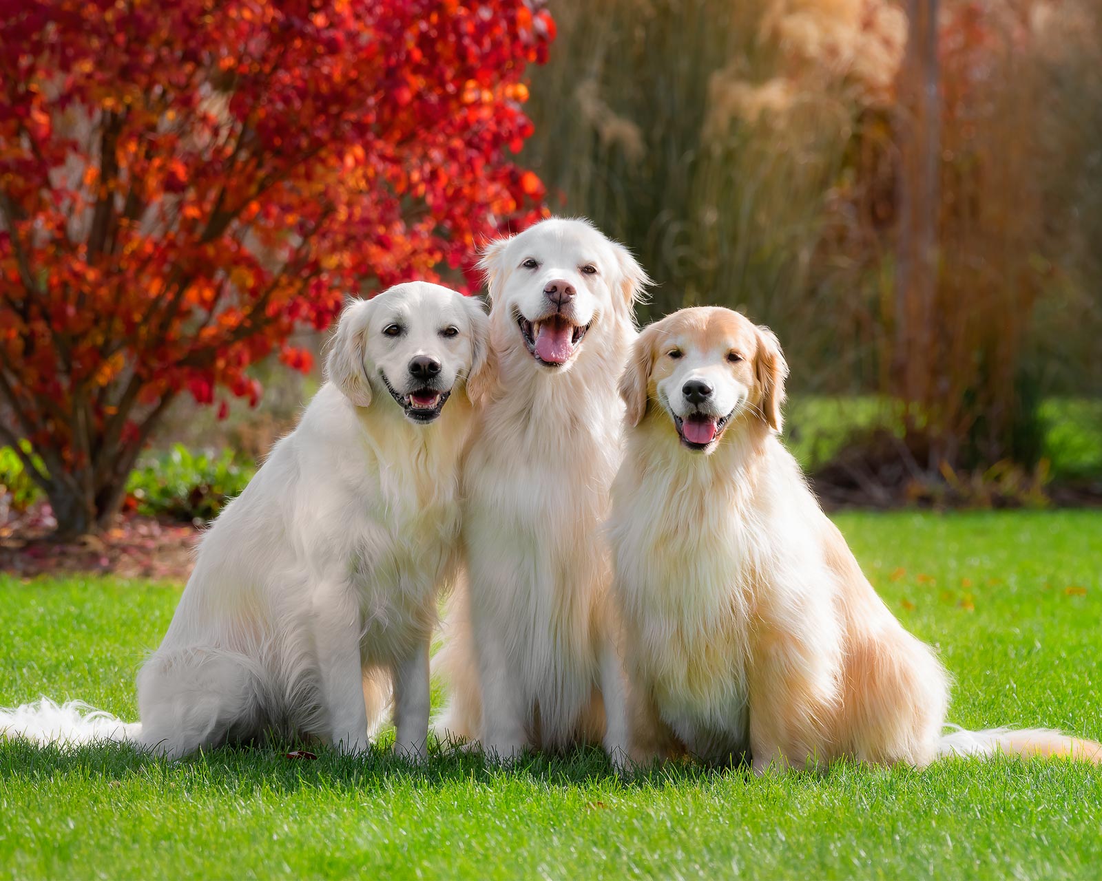 Three Golden Retrievers smiling on an autumn day