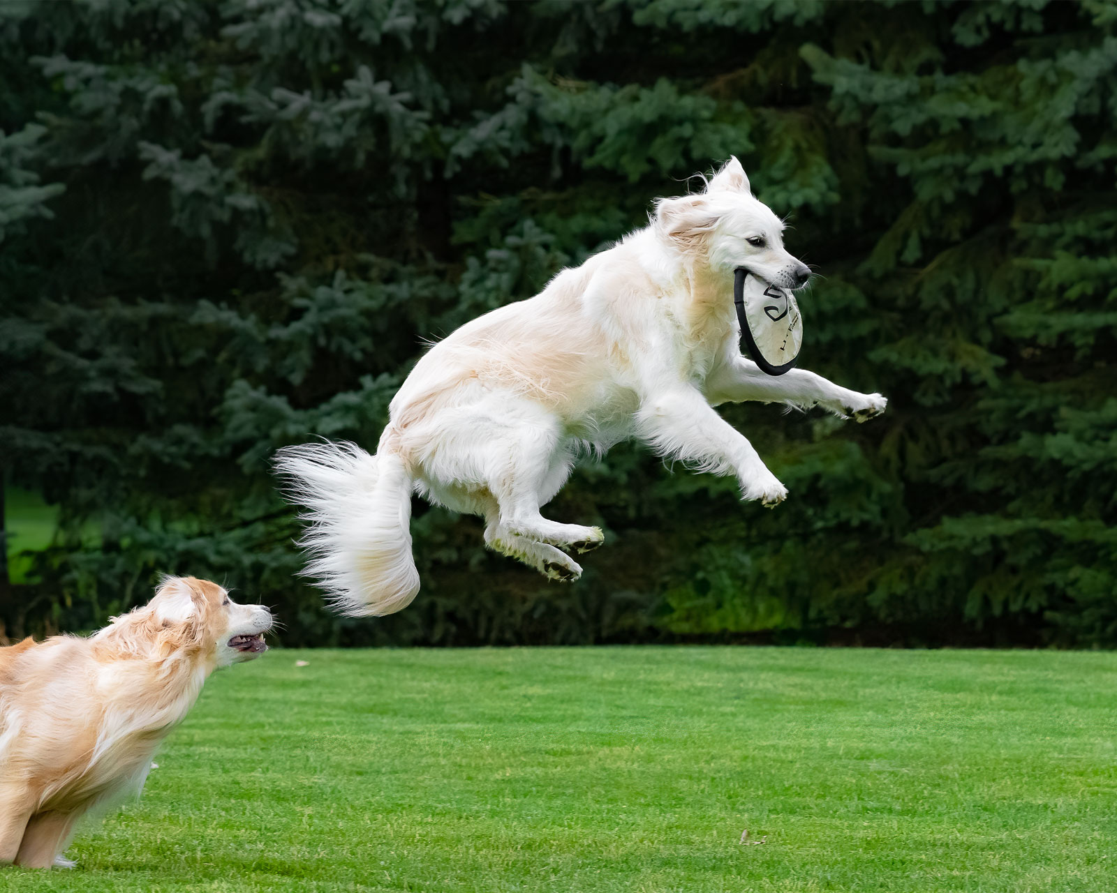 Golden Retriever catching a frisbee in mid-air