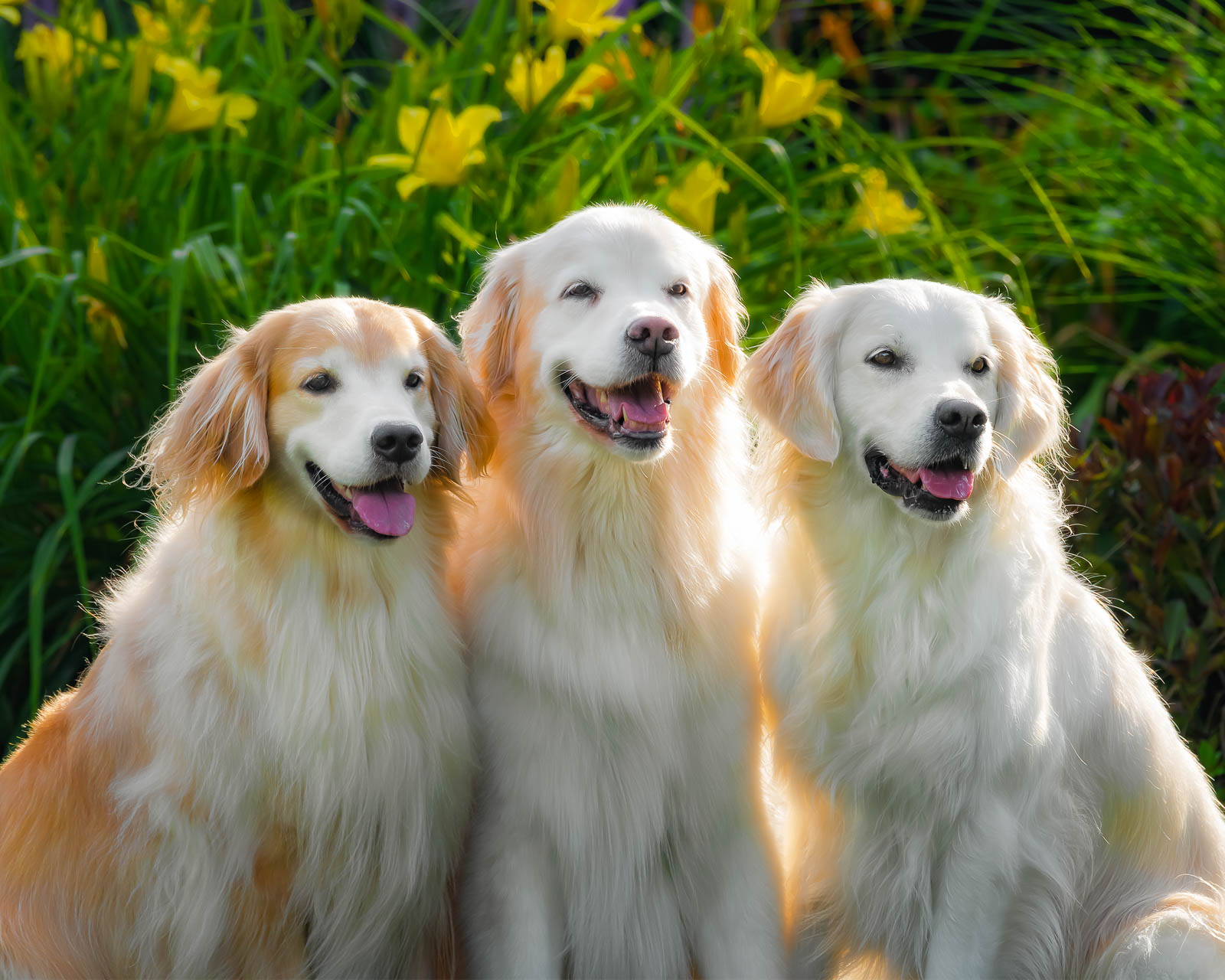 Three Golden Retrievers smiling in the sun