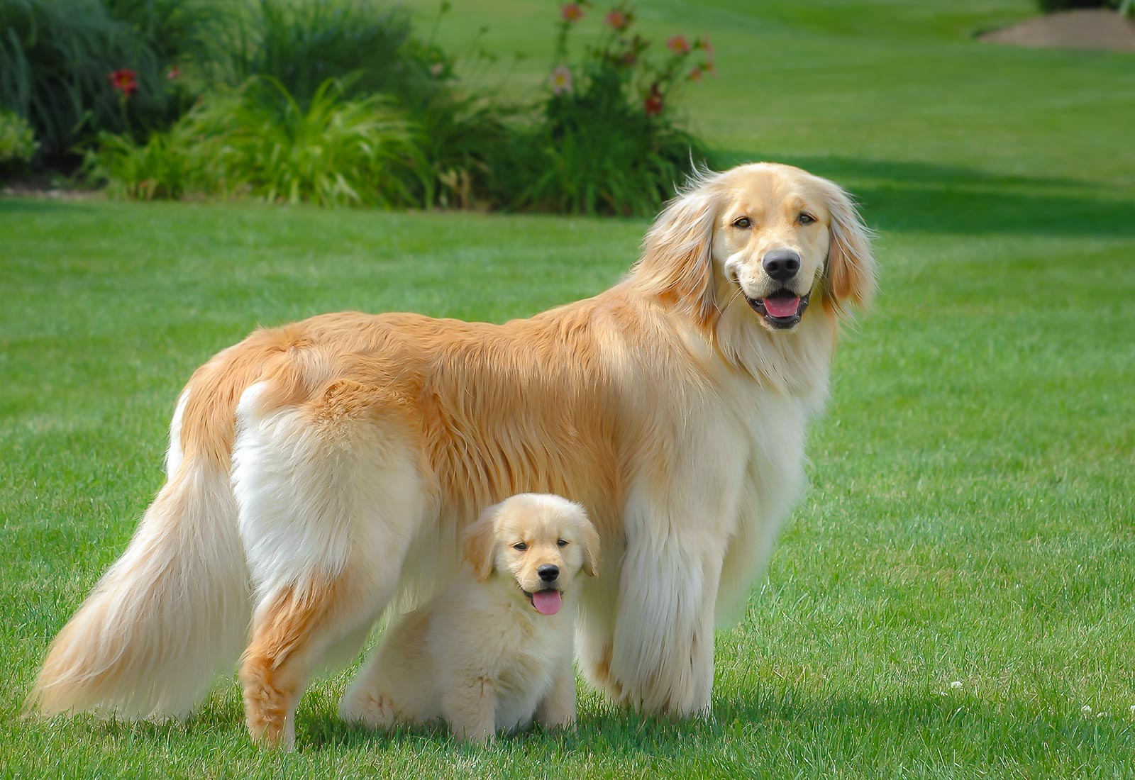 Golden Retriever puppy with her big sister