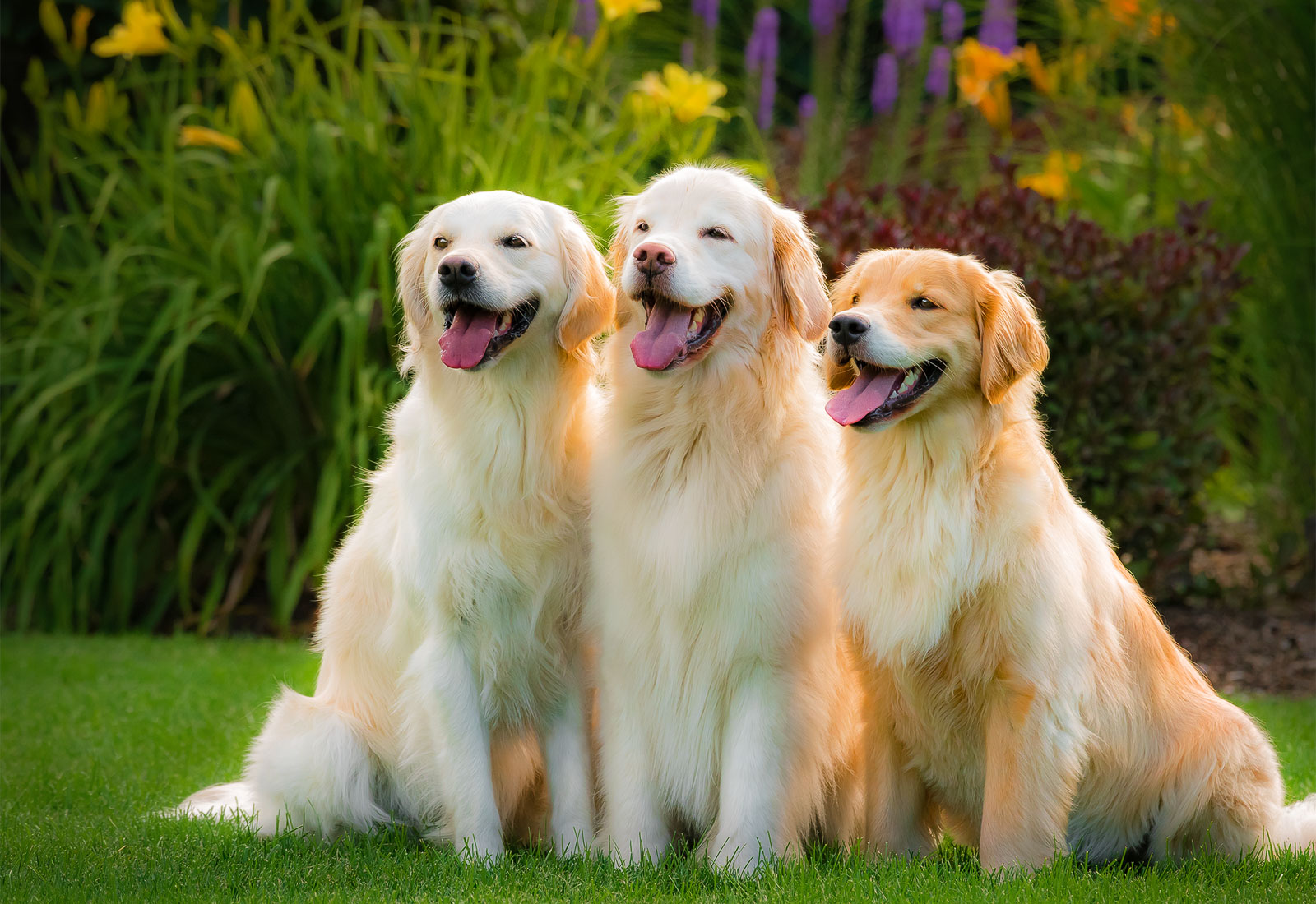 Three Golden Retrievers smiling on a summer day