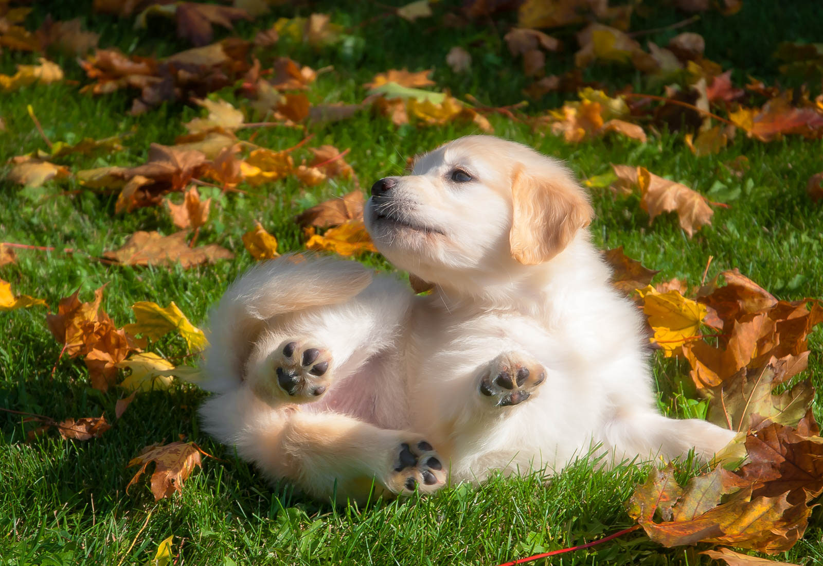 Golden Retriever puppy rolling in the leaves