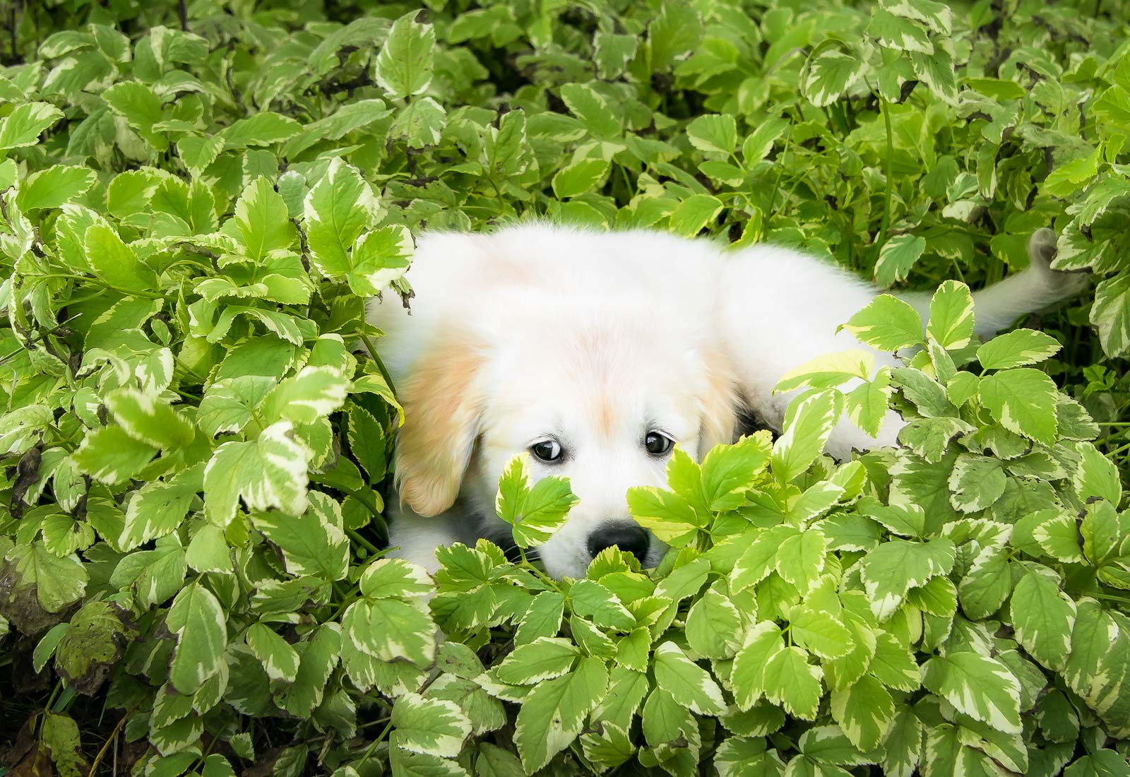 Golden Retriever puppy hiding the bushes