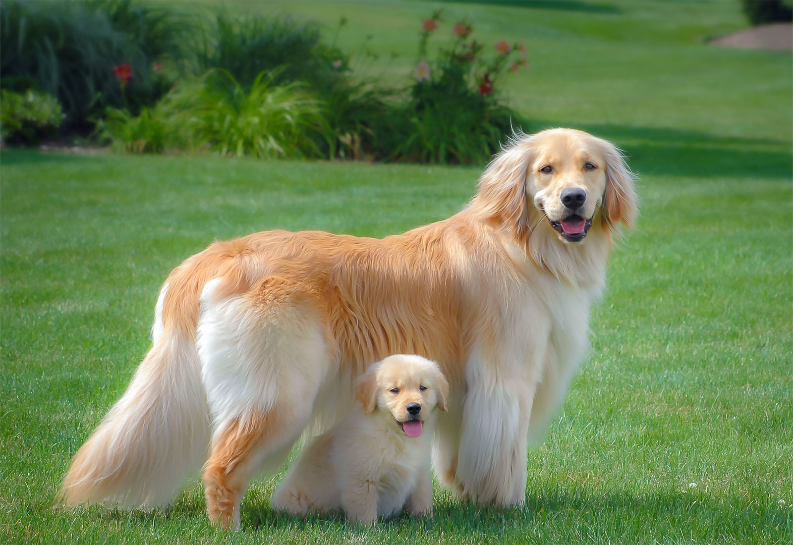 Golden Retriever puppy with her big sister