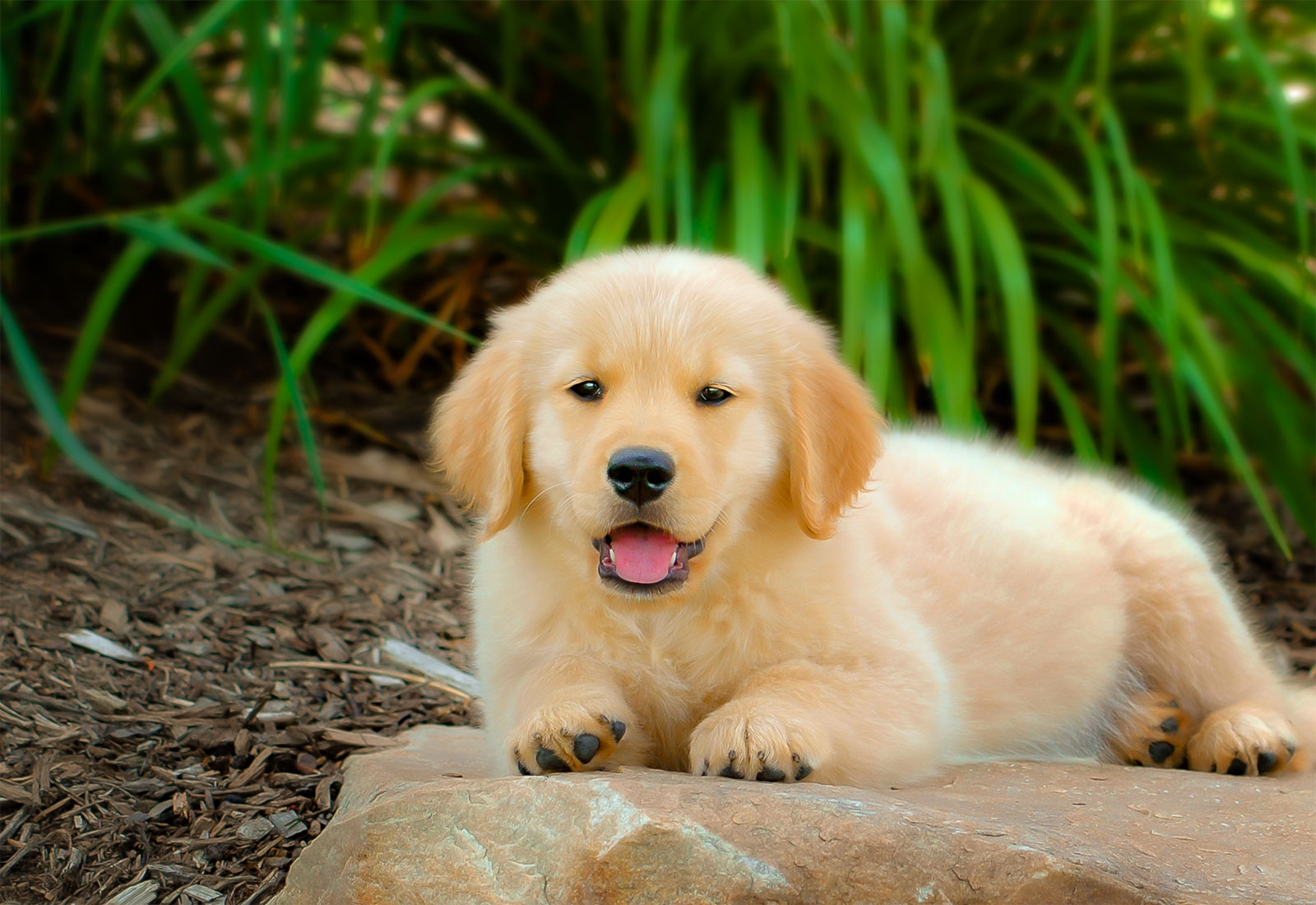 Golden Retriever puppy laying on a rock