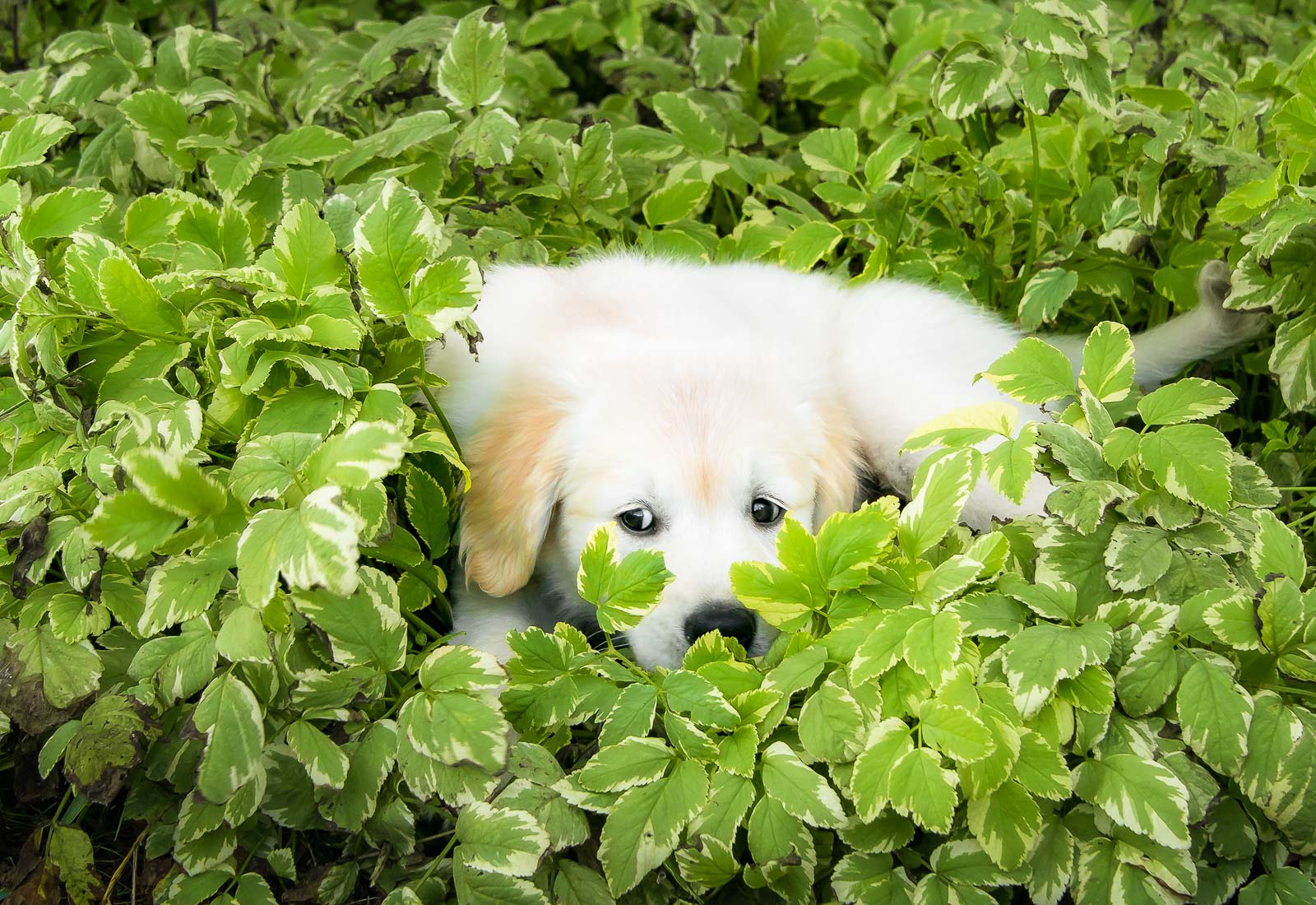 Golden Retriever puppy hiding the bushes