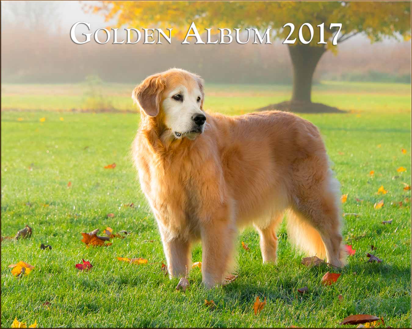 Golden Retriever on an Autumn morning