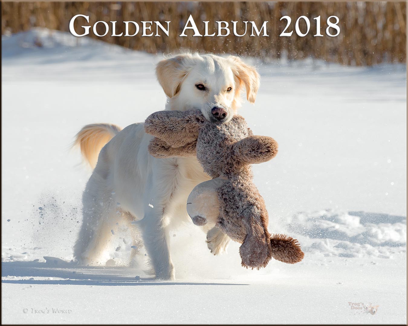 Golden Retriever in the snow with a bear