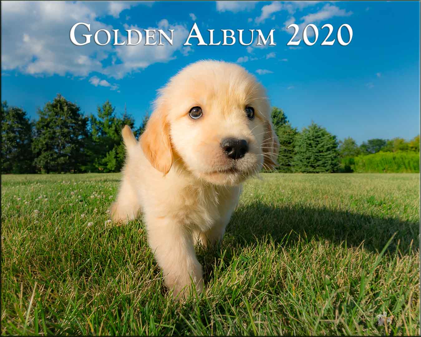 Golden Retriever Puppy walking in the grass