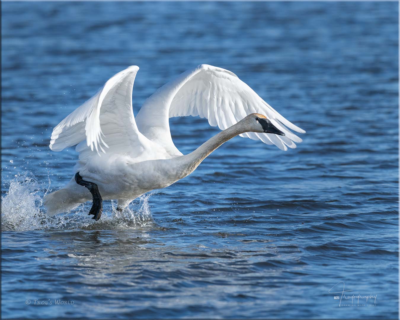 Trumpeter Swan taking off