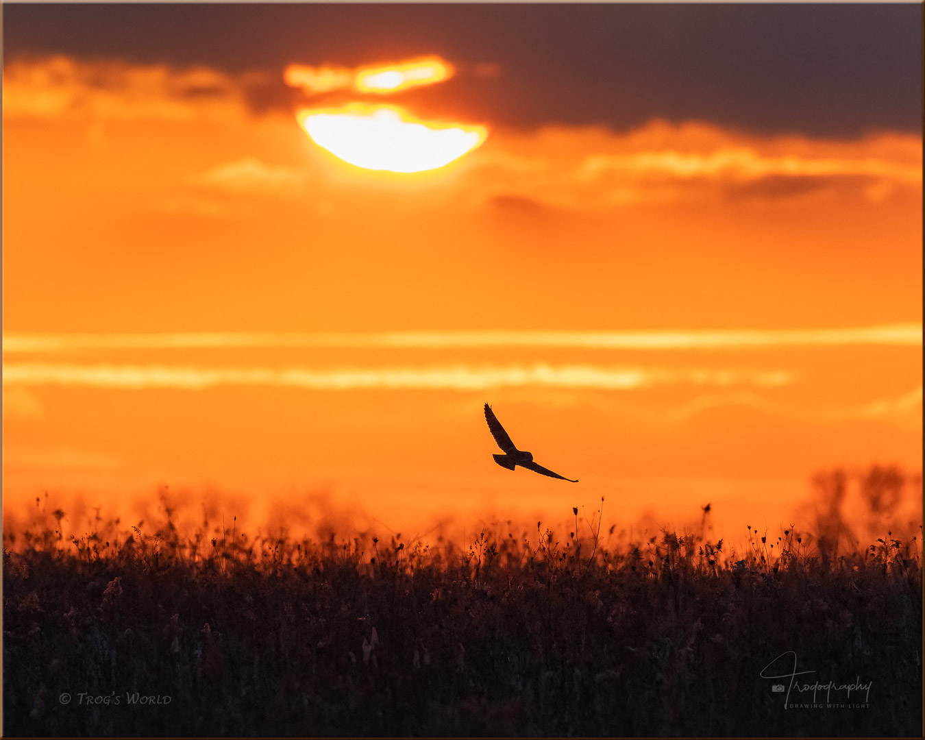 Short-eared Owl in flight during sunset