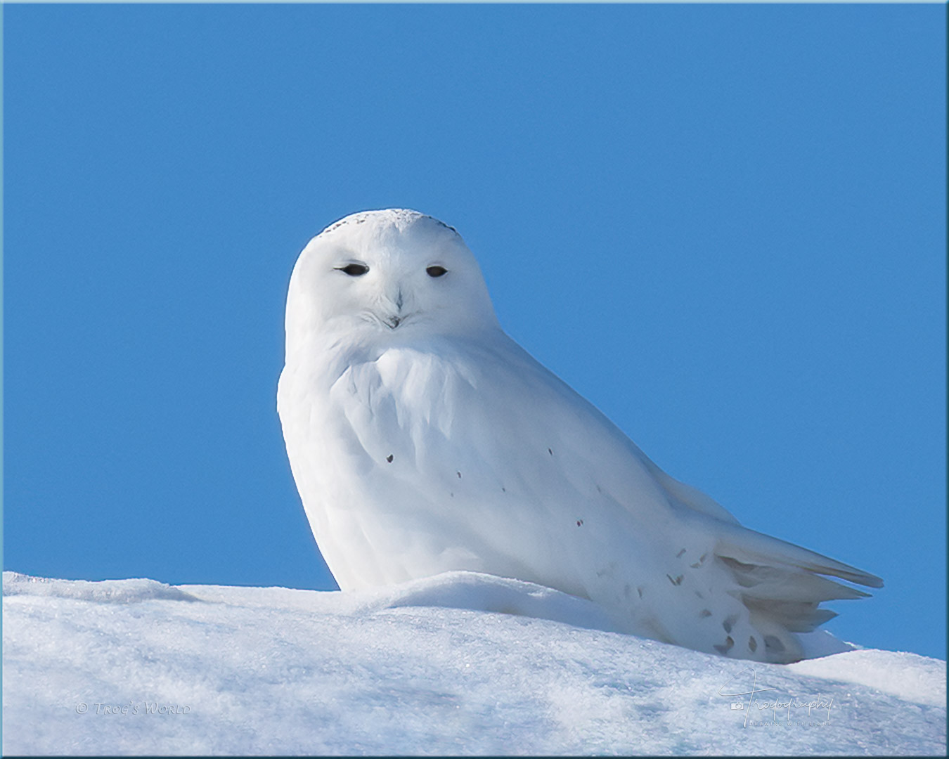 Male Snowy Owl