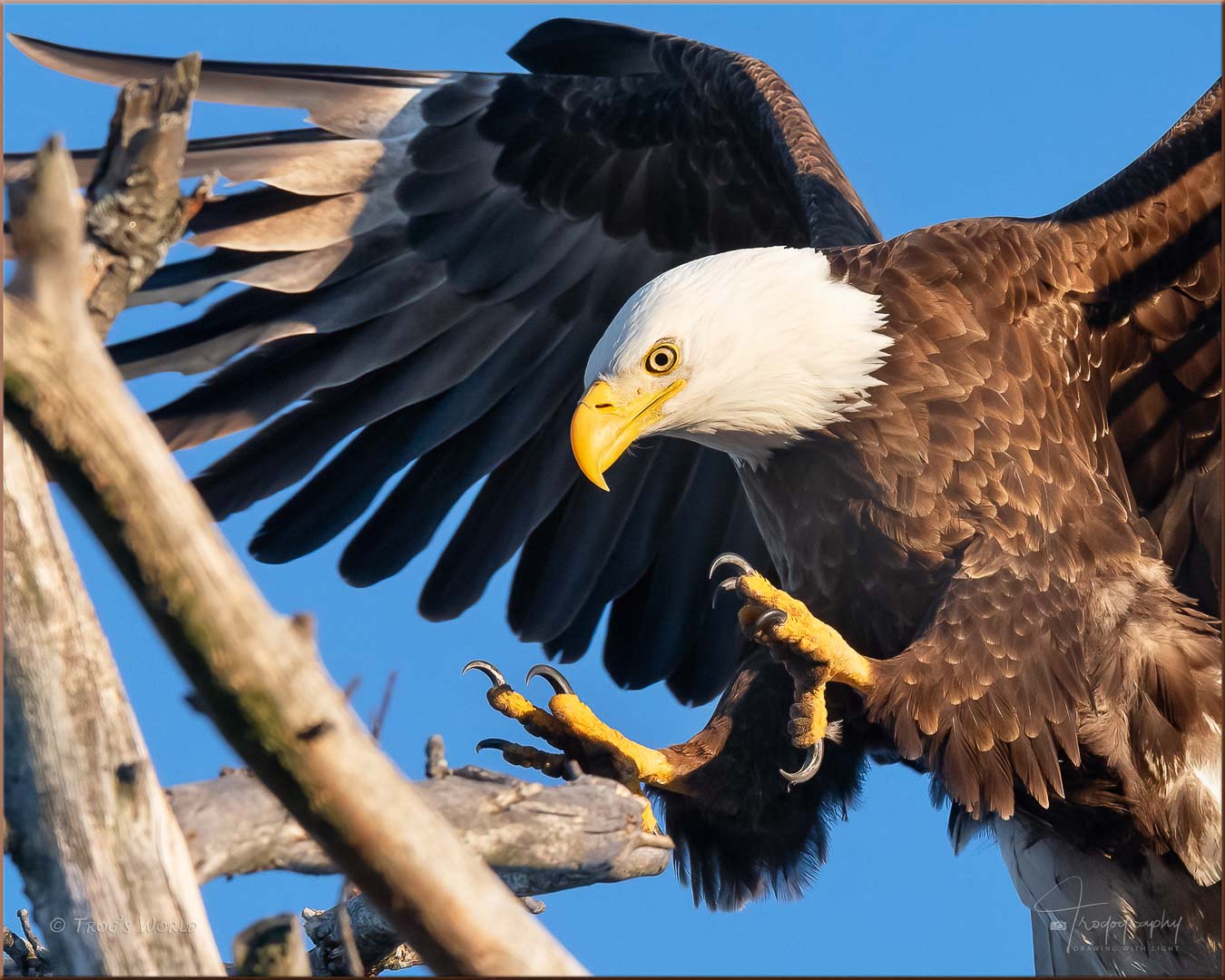 Bald Eagle coming in for a landing