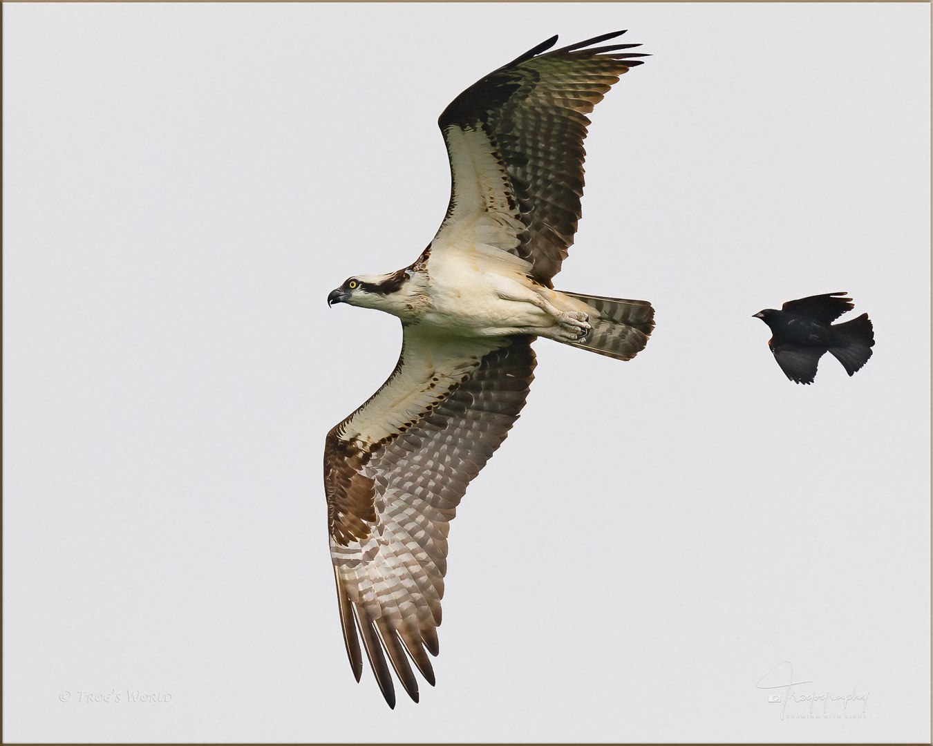 Red-winged Blackbird chasing an Osprey