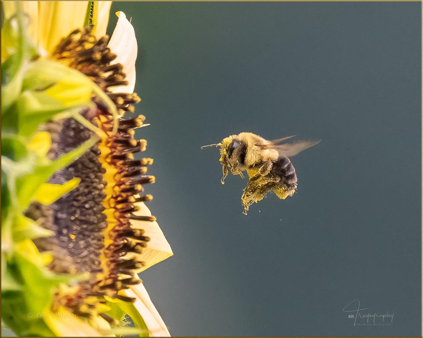 Bumblebee full of pollen