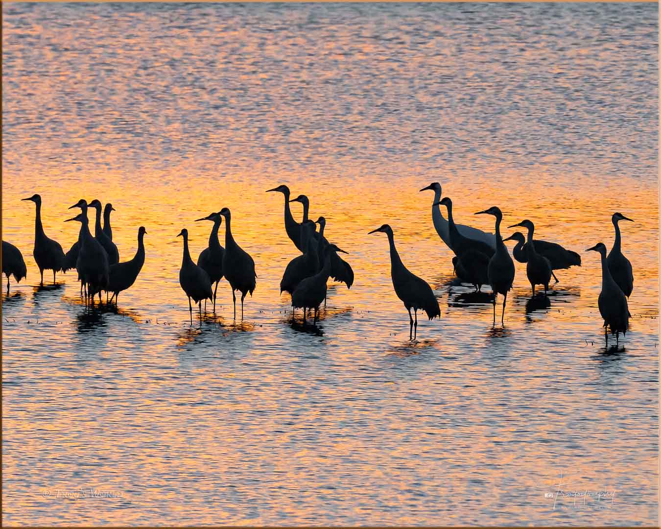 Sandhill Cranes and Whooping Crane