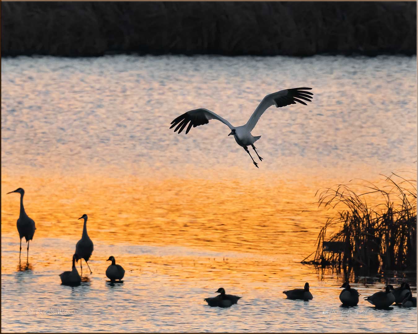 Whooping Crane in Flight