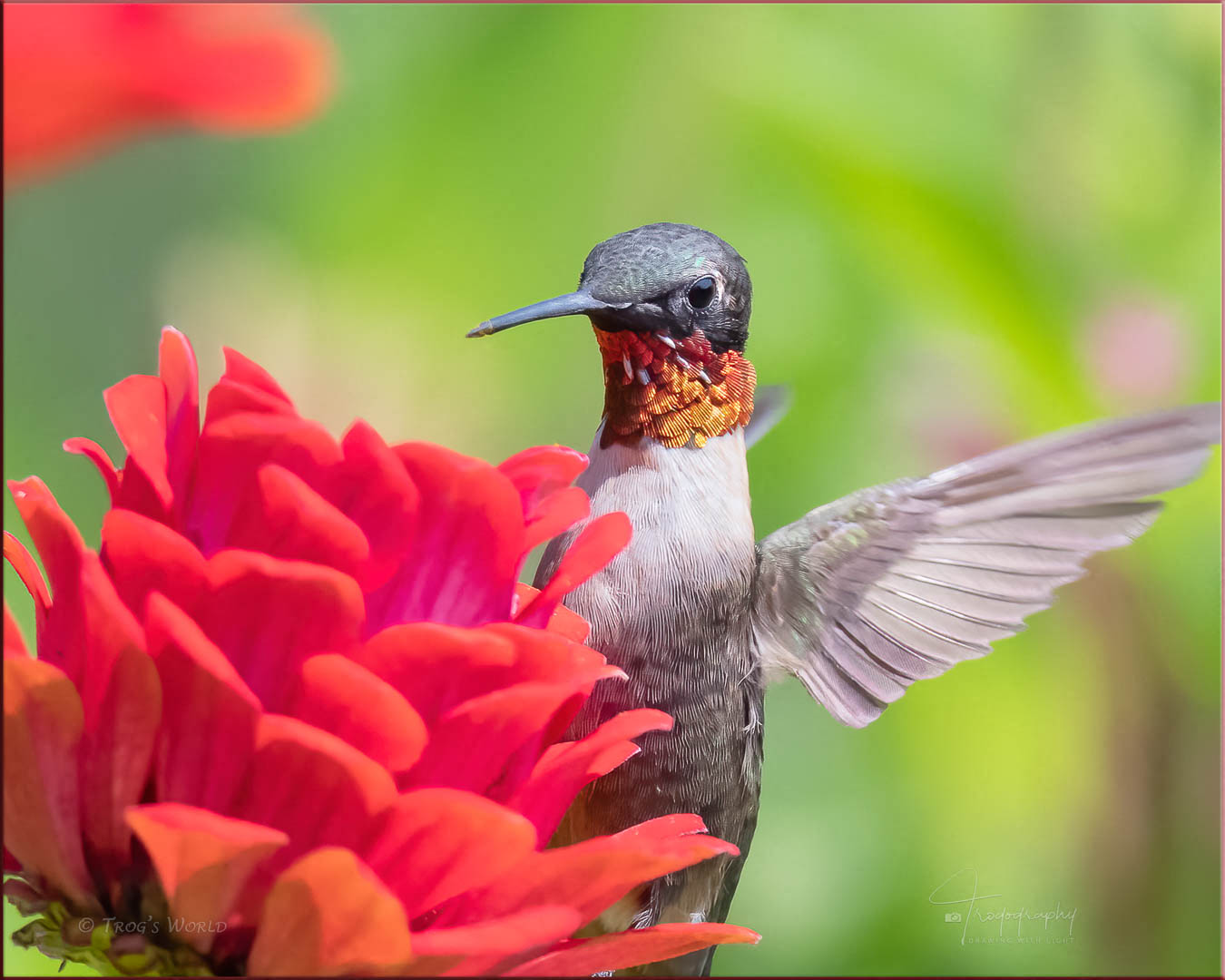 Male Ruby-throated Hummingbird