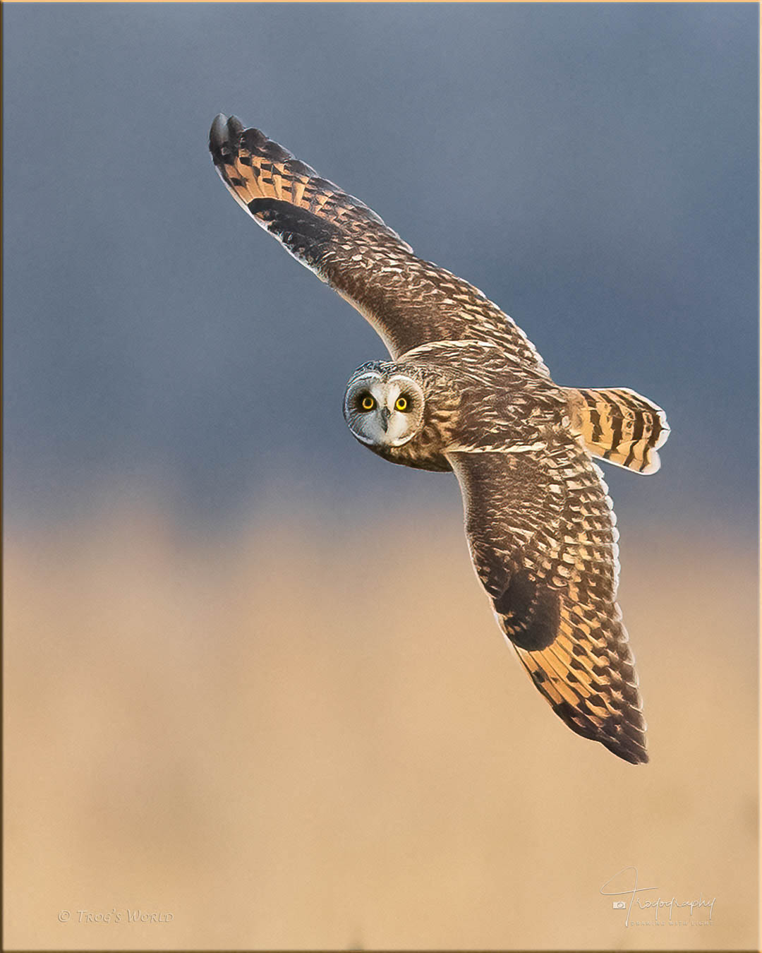 Short-eared Owl in flight