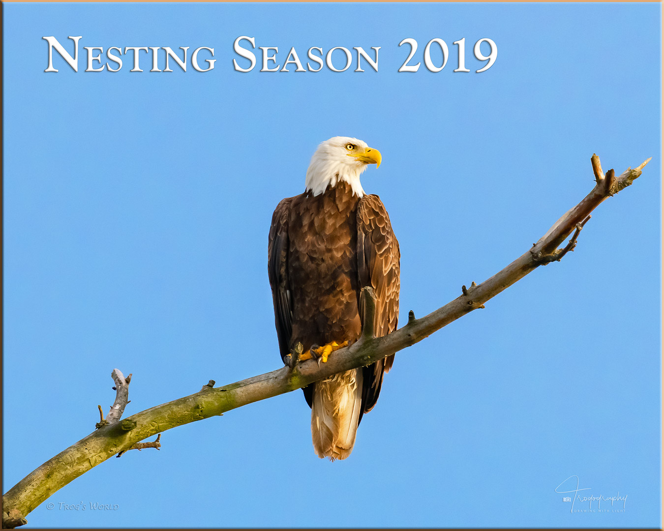 Eagle delivering fish to the nest for the eaglets