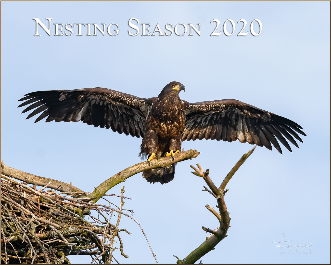 Eagle delivering fish to the nest for the eaglets