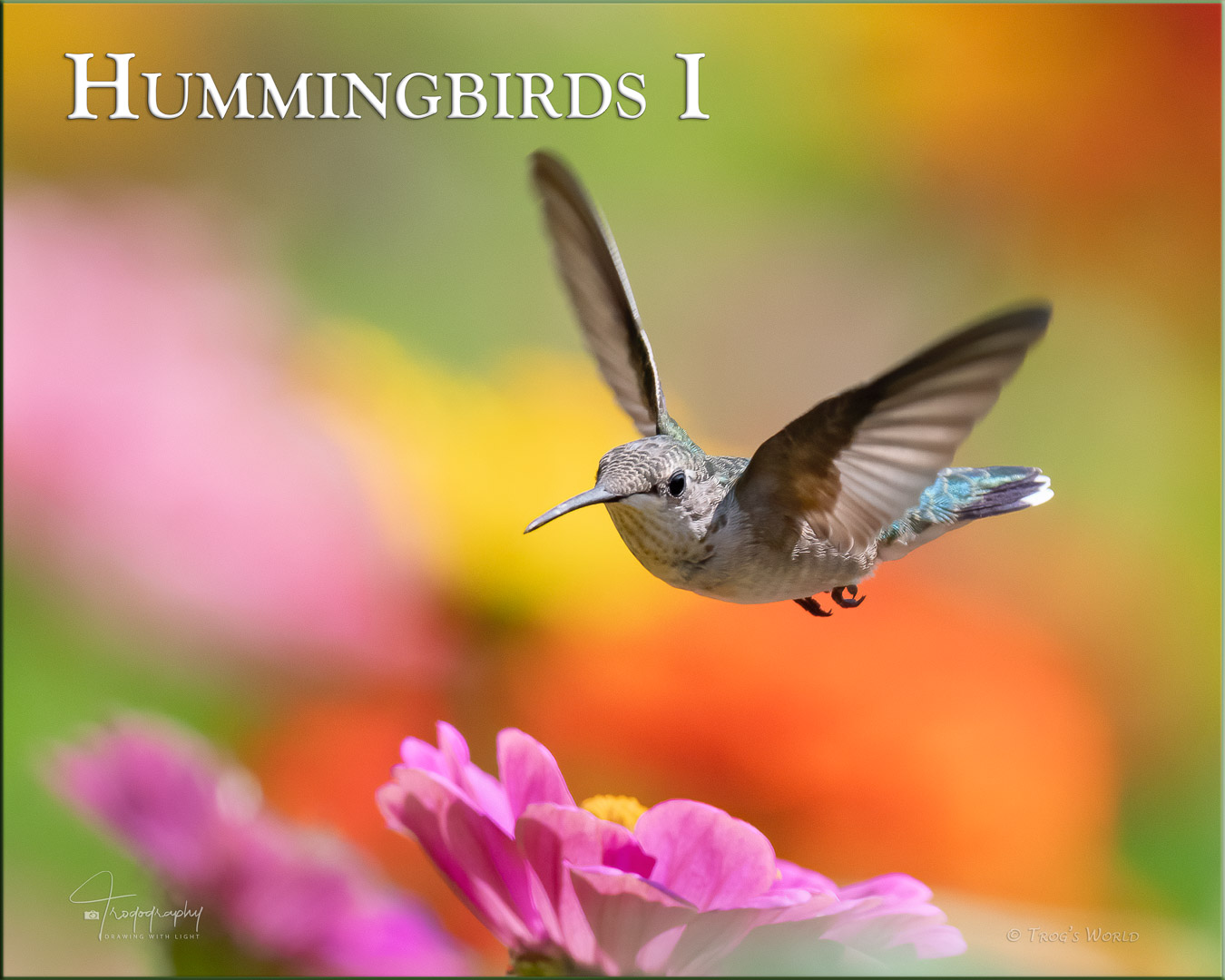 Hummingbird hovers over the flowers