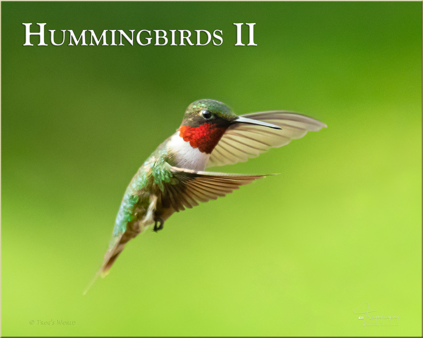 Male Ruby-throated Hummingbird in flight