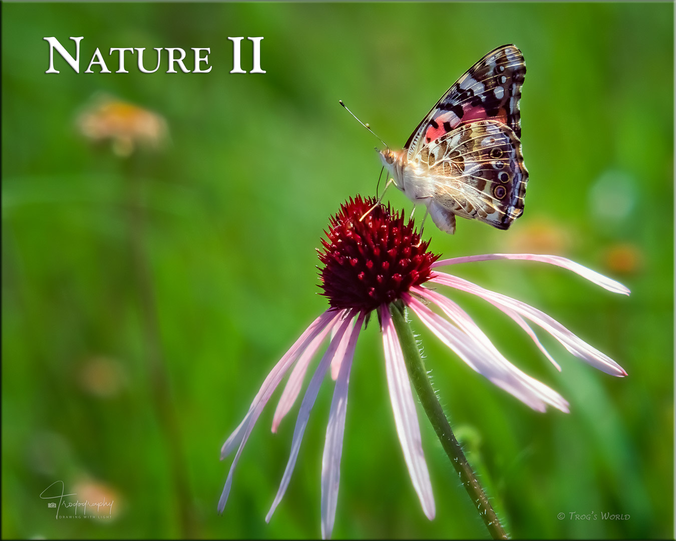 Painted Lady butterfly on a pale coneflower
