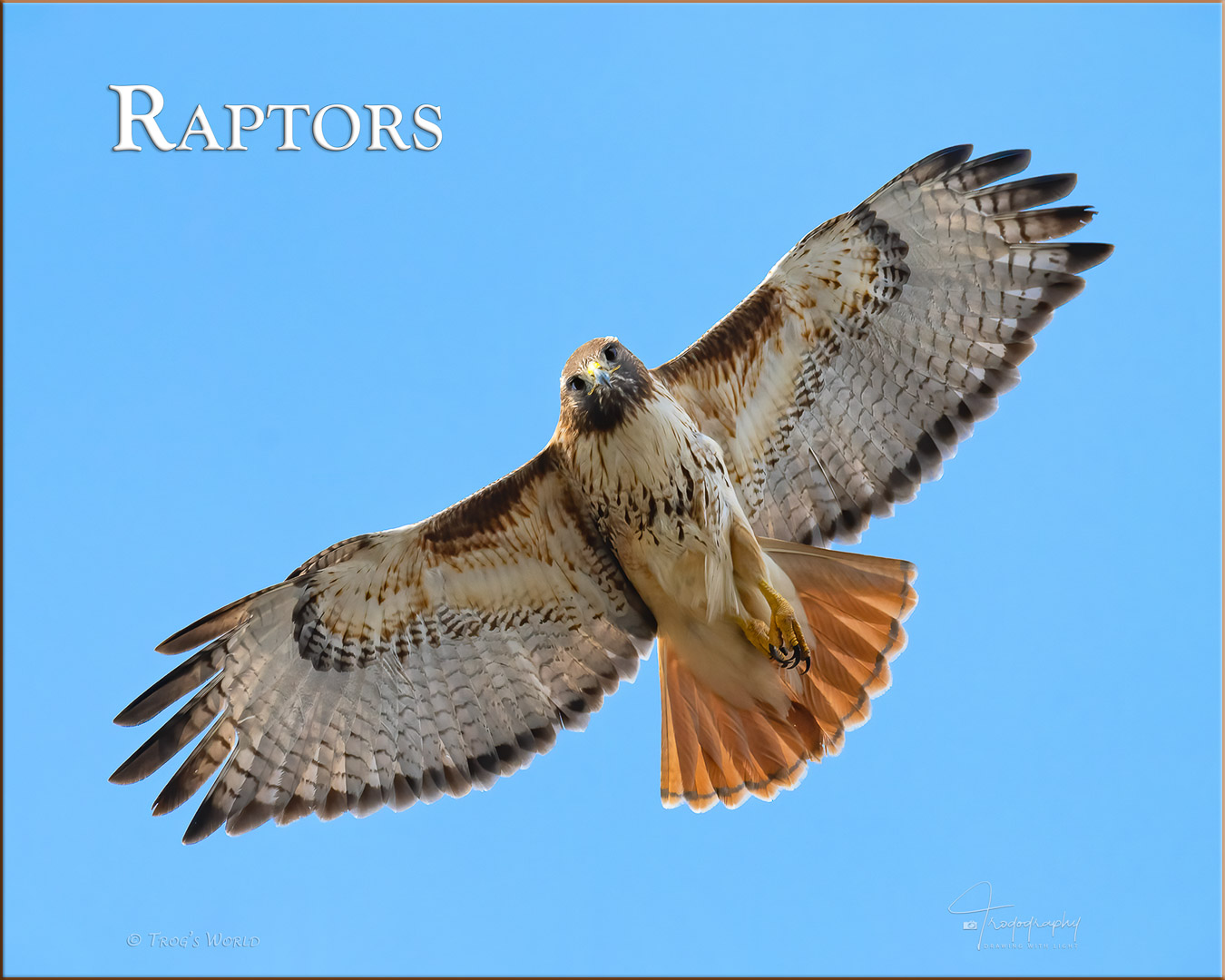 Red-tailed Hawk looks down while in flight