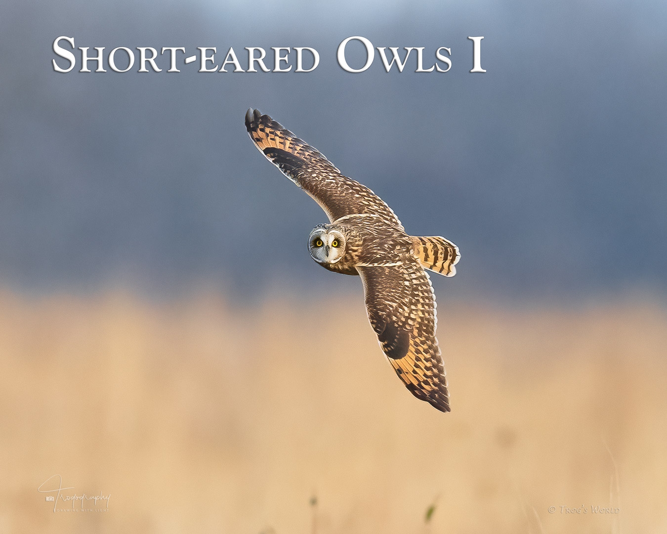 Short-eared Owl in flight over the prairie
