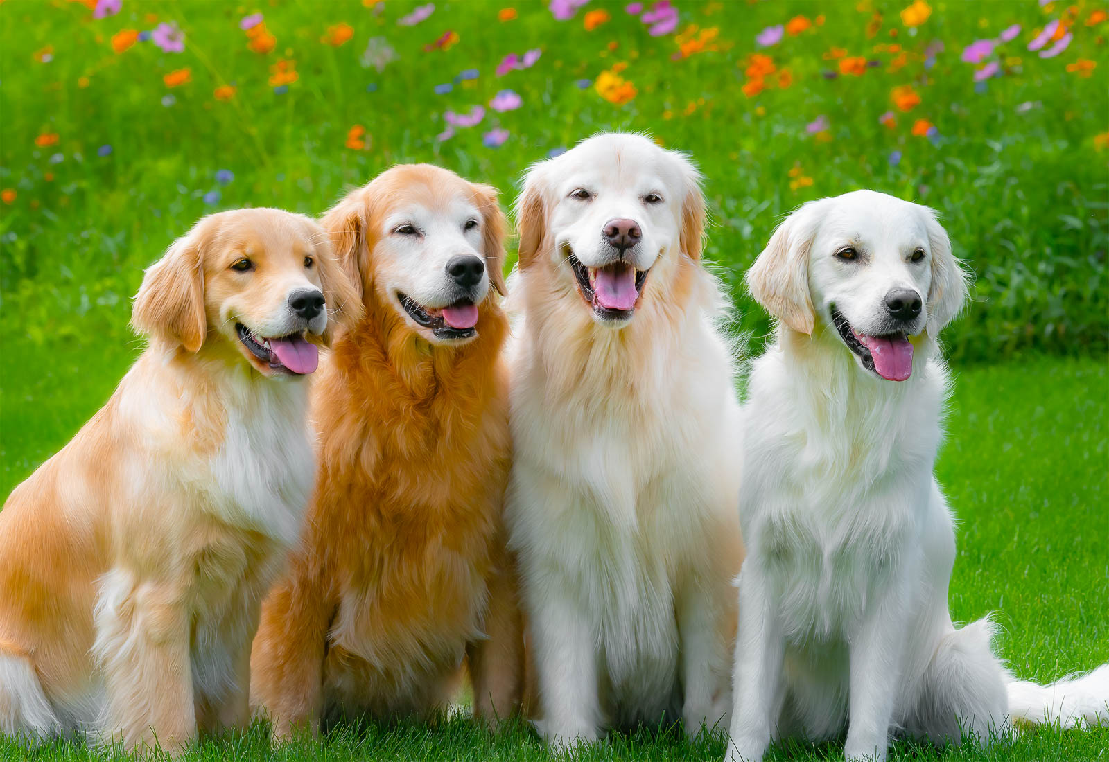 Four Golden Retrievers smiling on a summer day