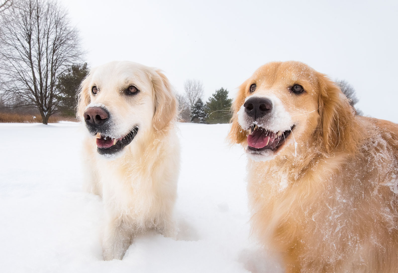 Golden Retrievers playing in the snow