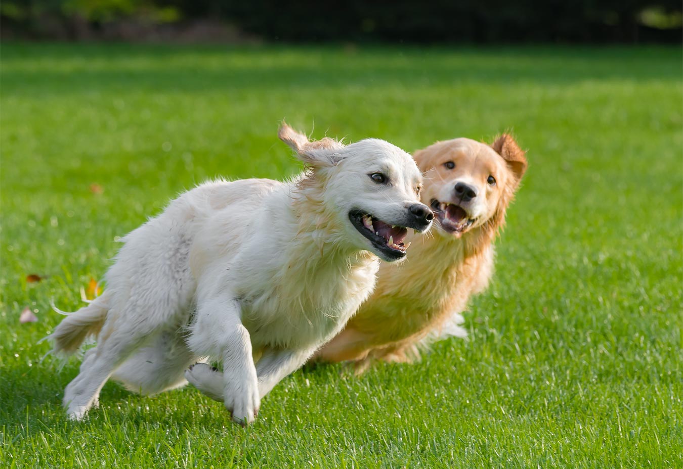 Two Golden Retrievers leaning in while running