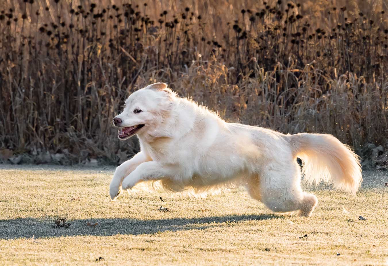 Golden Retriever jumping to run