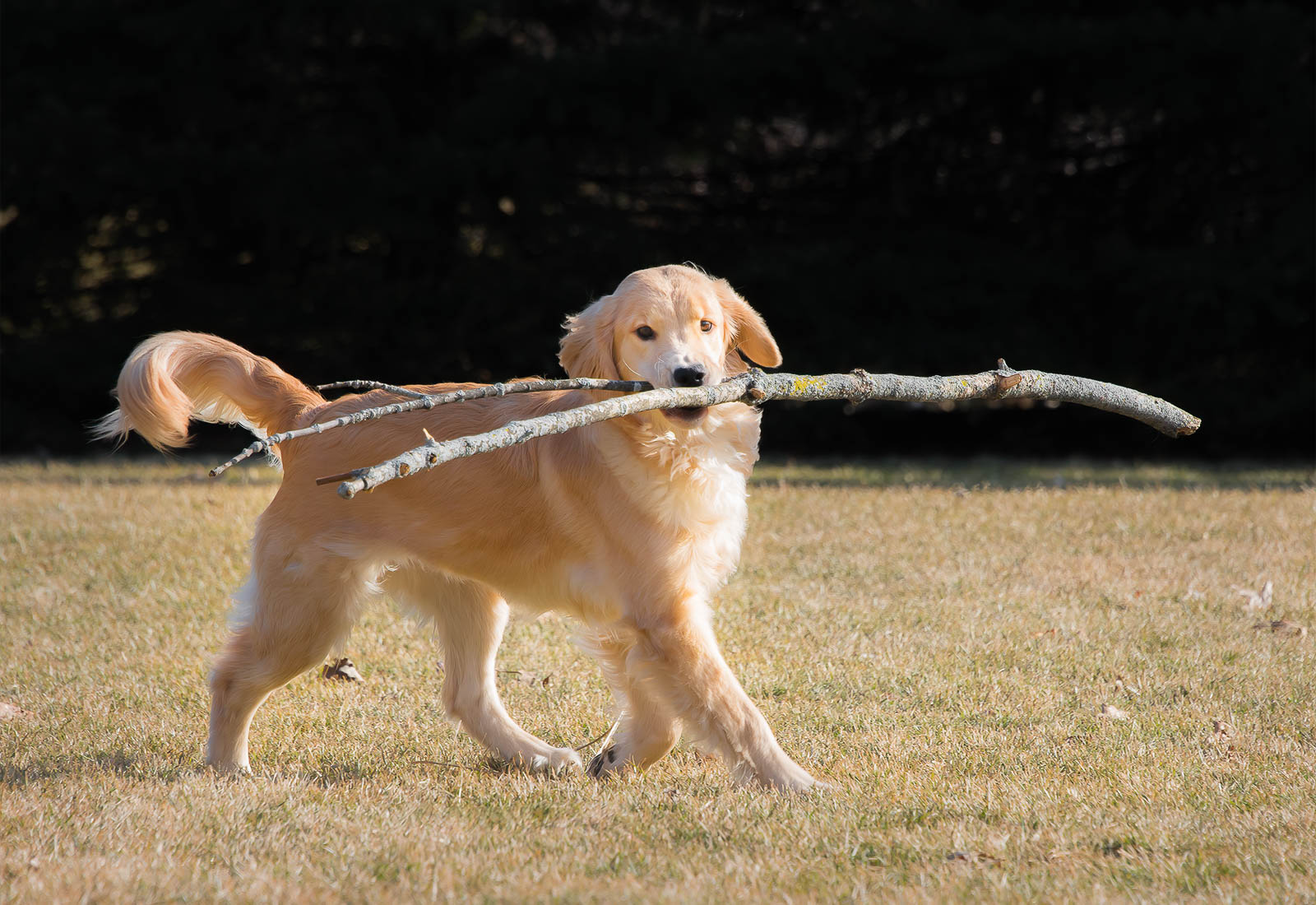 Golden Retriever puppy carrying a big stick