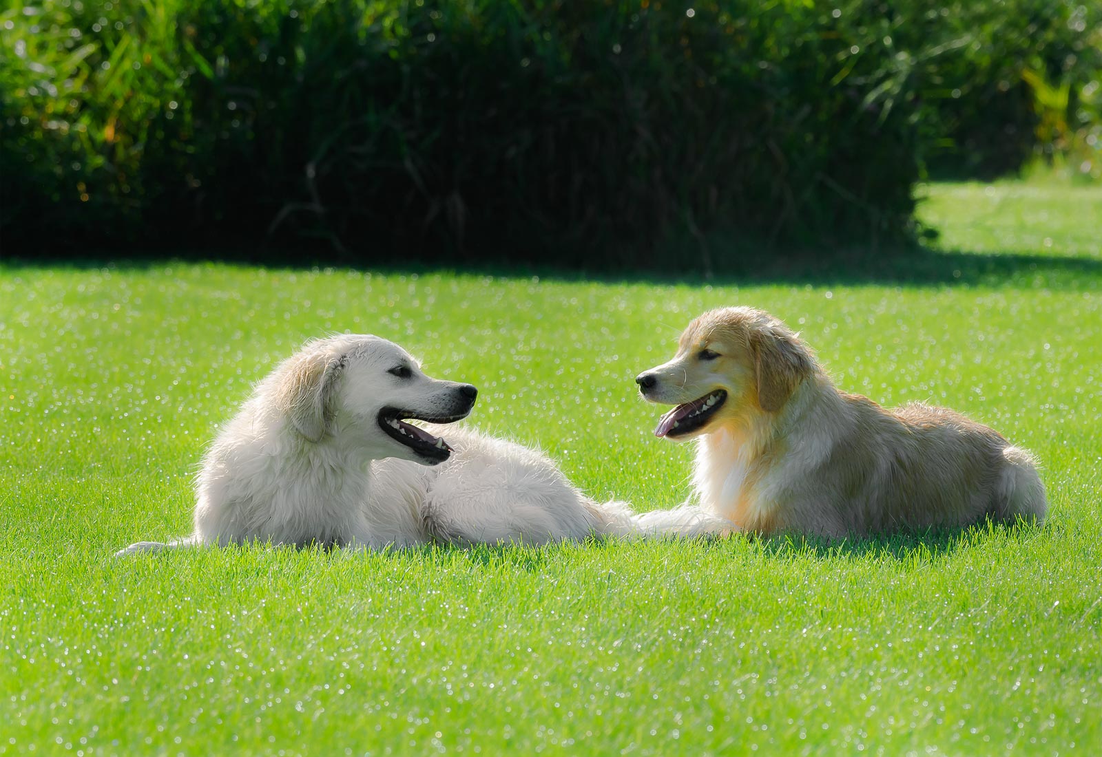 Two Golden Retrievers resing in the dewy grass