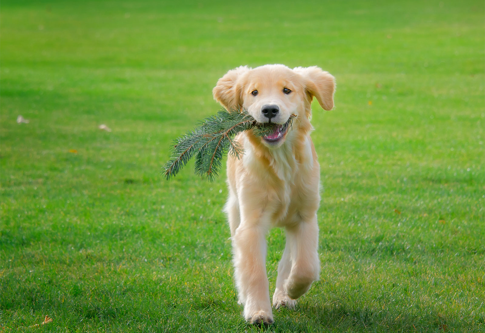 Golden Retriever Puppy with a branch