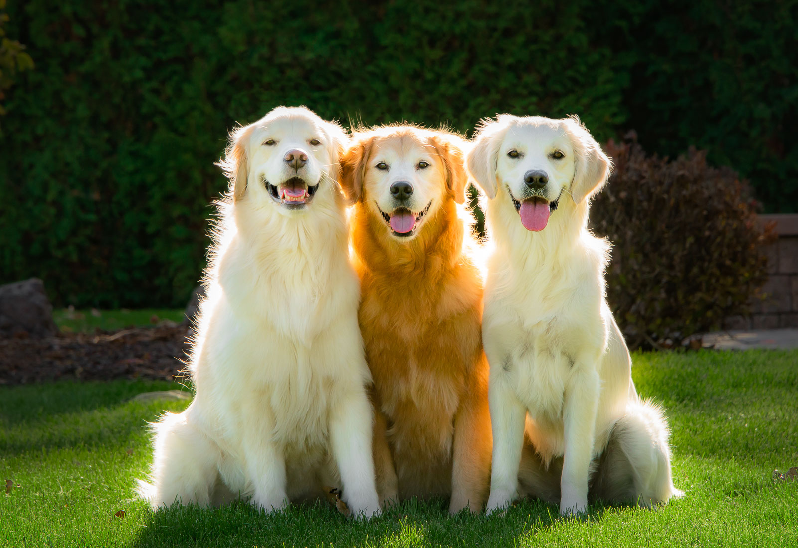 Three Golden Retrievers smiling in the sun
