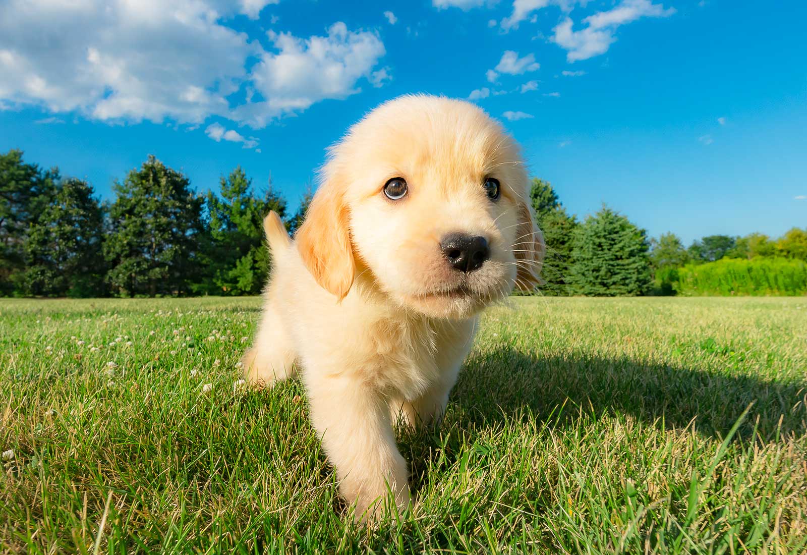 Golden Retriever puppy in the grass