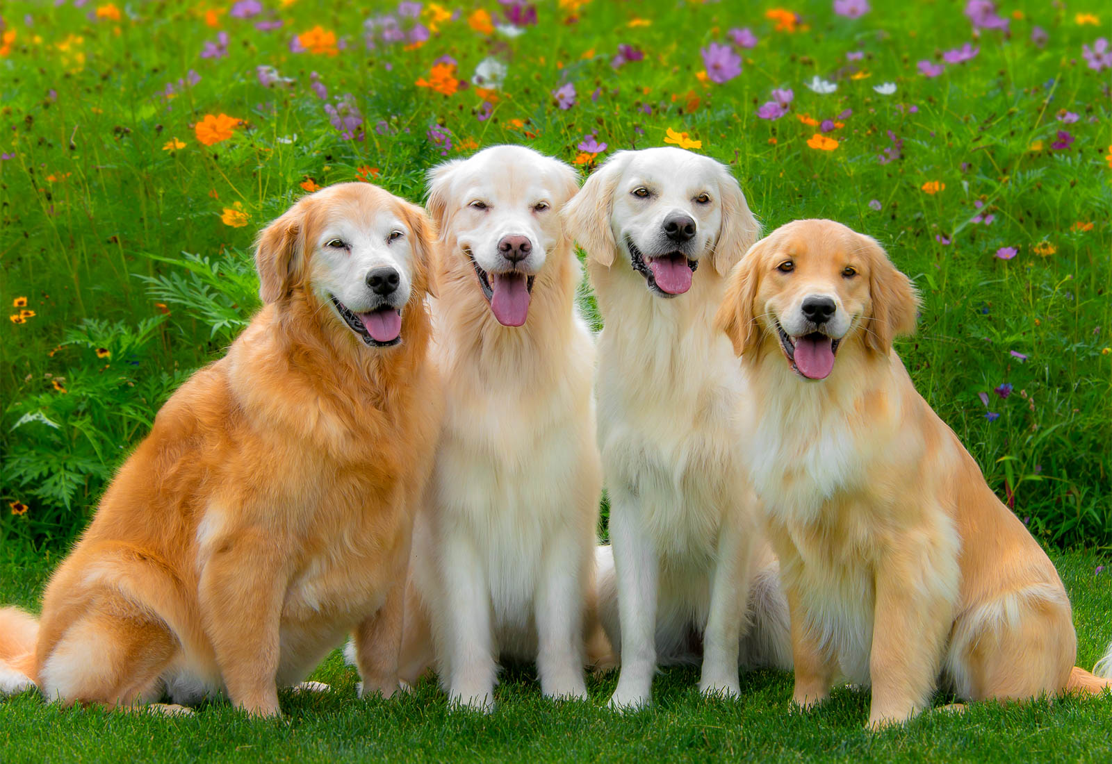 Four golden retrievers Smiling in front of flowers