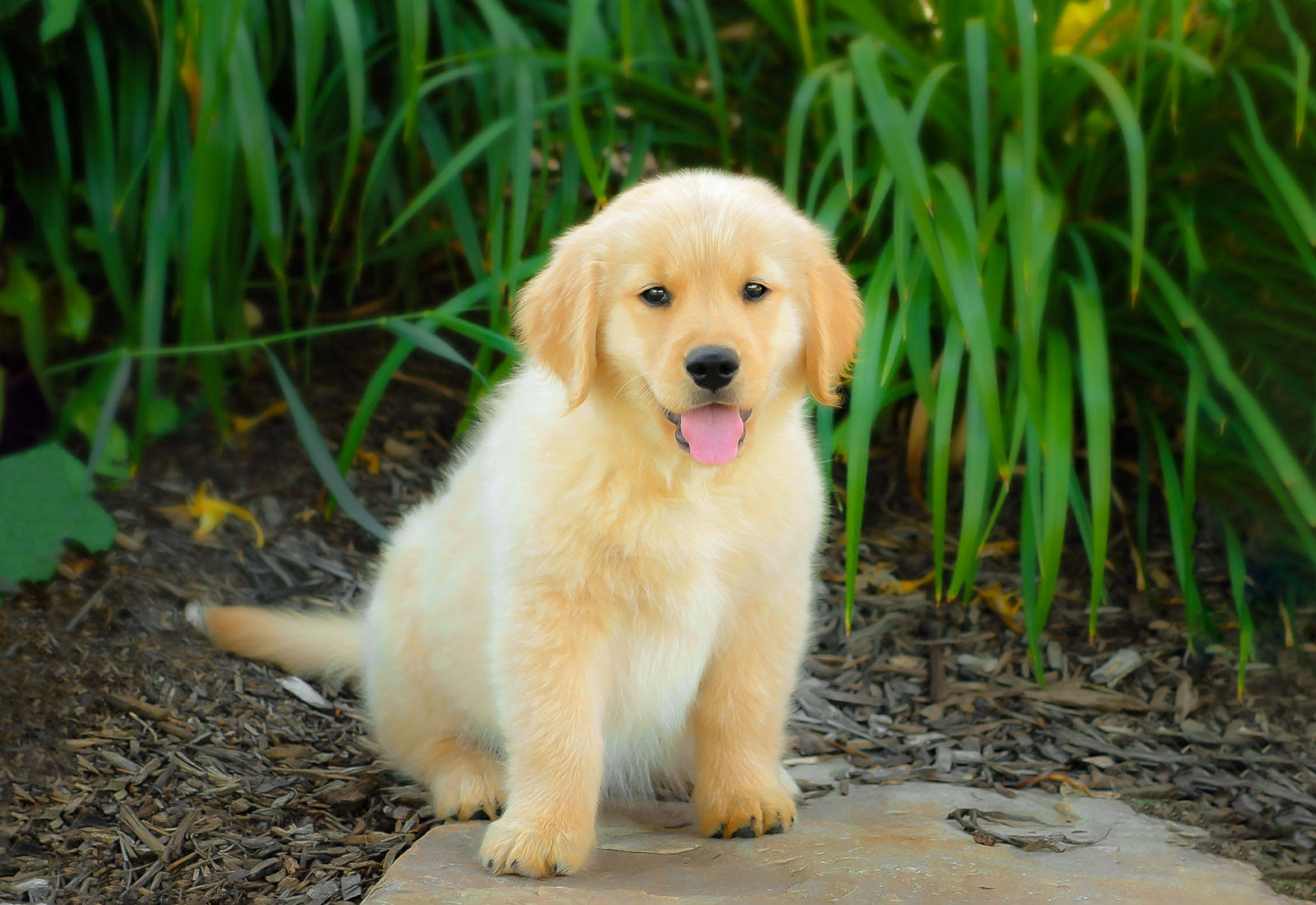 Golden Retriever Puppy sitting on a rock